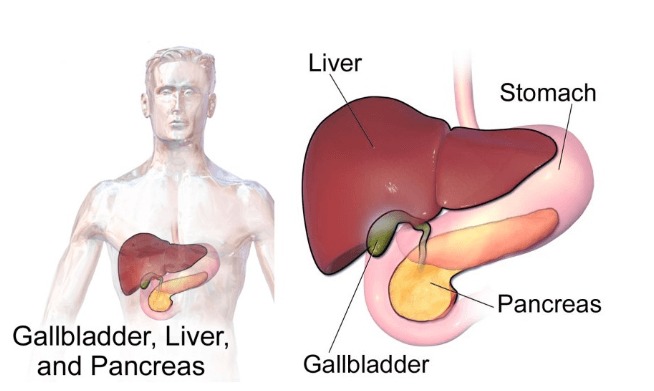 Understanding Gall Bladder Cancer: Causes, Symptoms, and Diagnosis