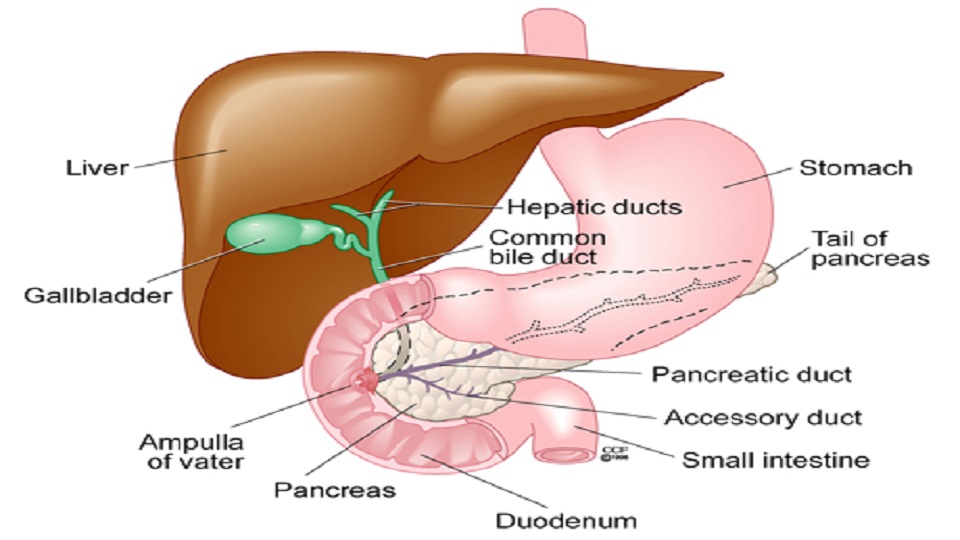 Gastrointestinal and Hepato-pancreatico-biliary Cancers