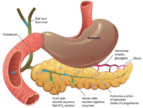 The Role and Function of the Pancreas in Digestion and Insulin Production